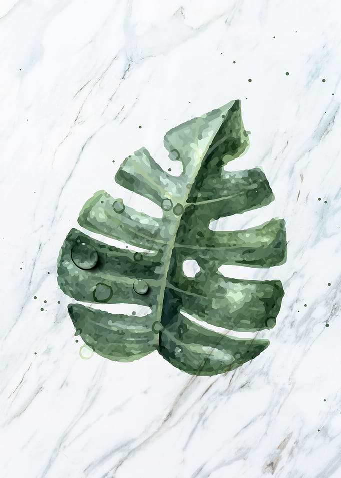 Philodendron
