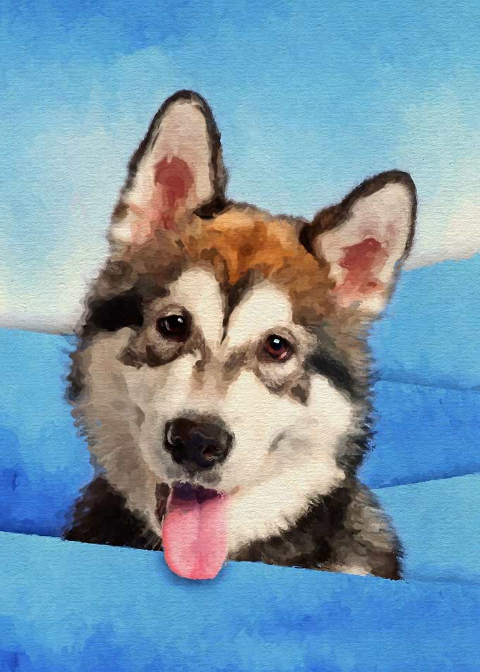 Alaskan Malamute Puppy