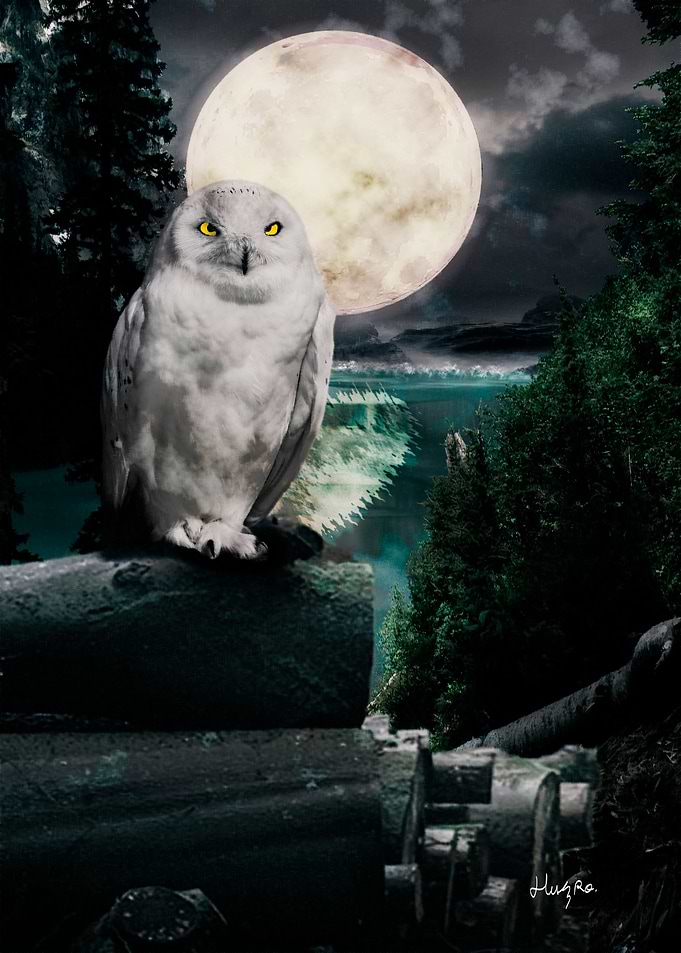 Owl and full moon