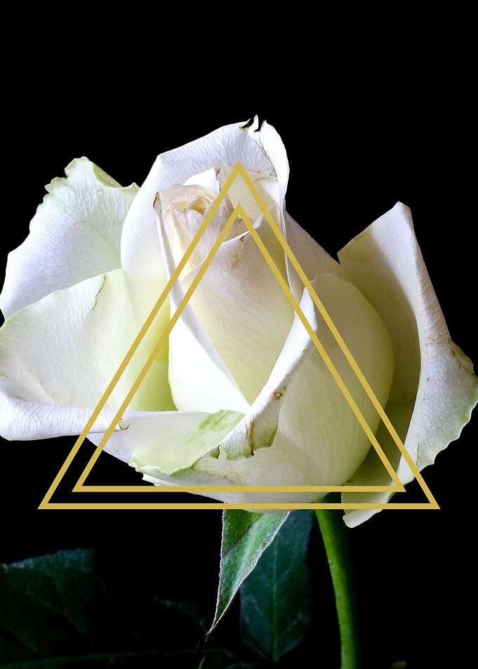 FLOWER 8