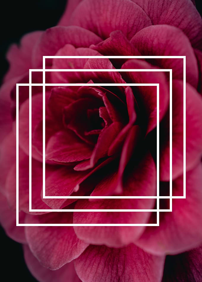 FLOWER 3