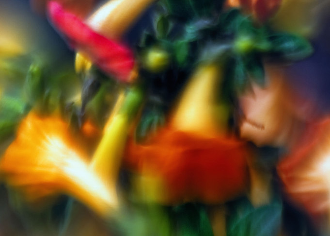 flowersbaby1