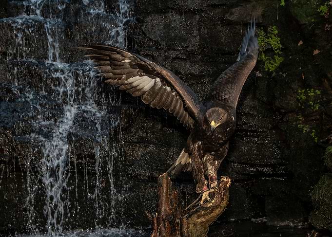 Golden Eagle