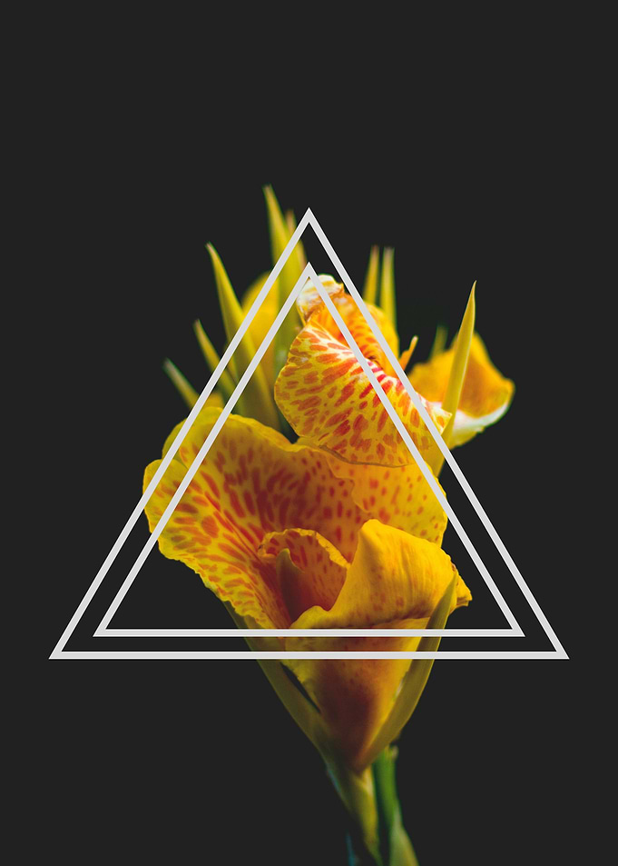 FLOWER 6