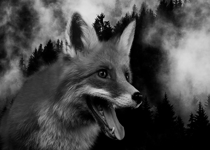 Fox 3