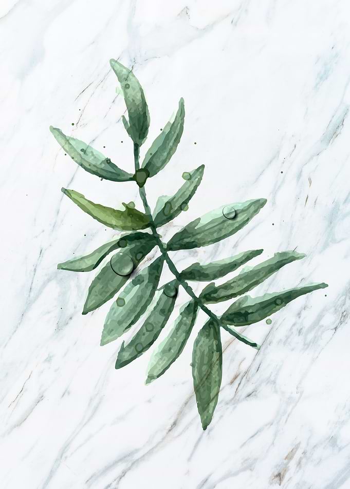 Phoenix Palm