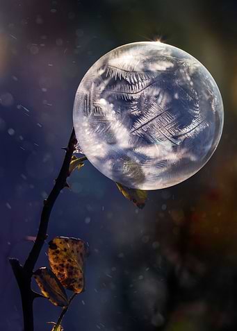Frozen Beauty