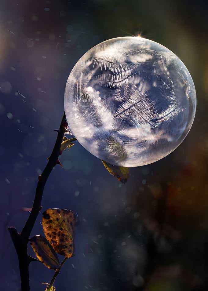 Frozen Beauty