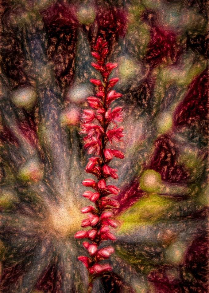Tall Red Flower
