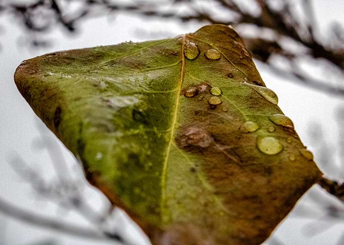 Lone Winter Leaf