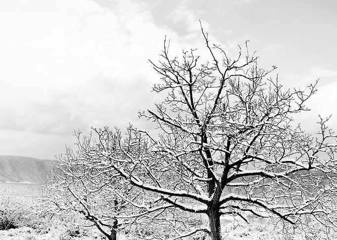 Snow covered Trees