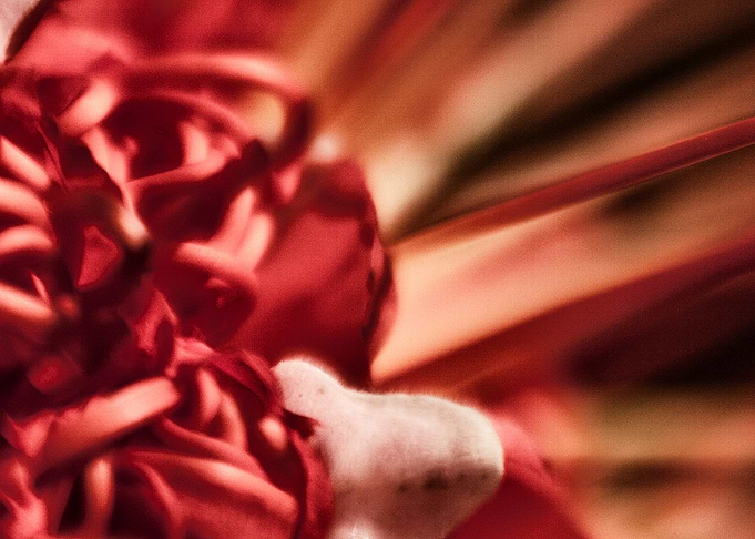 Mountain rose