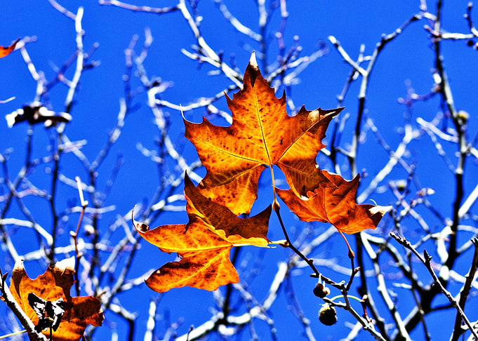 Plane leaves in Autumn