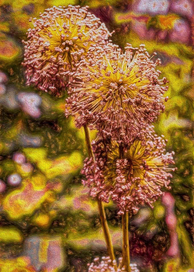 Bursts of Pink