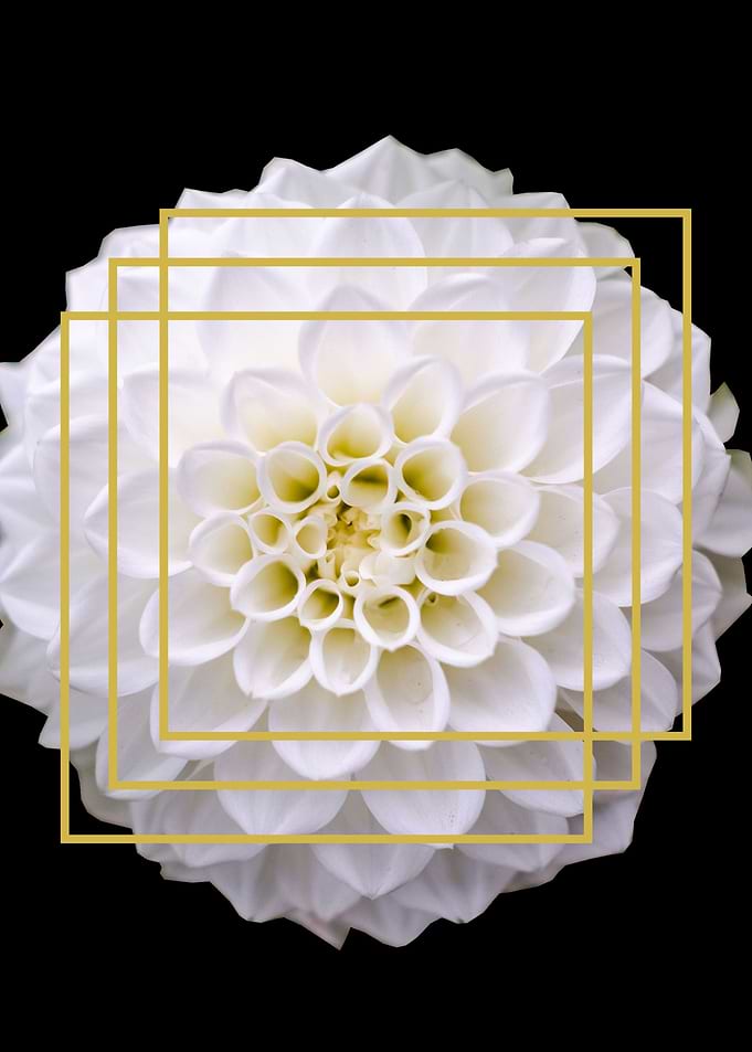 FLOWER 10