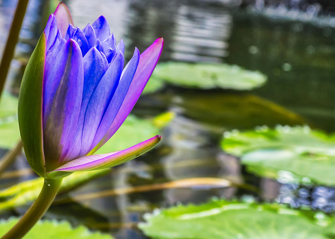 Loto flower