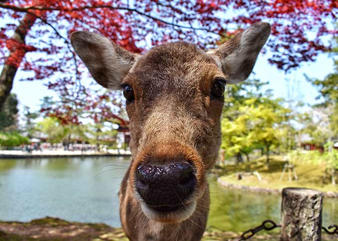 Deer oh dear