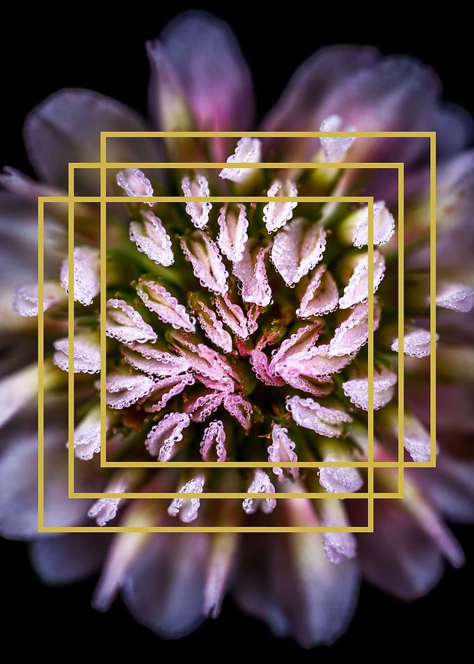 FLOWER 7