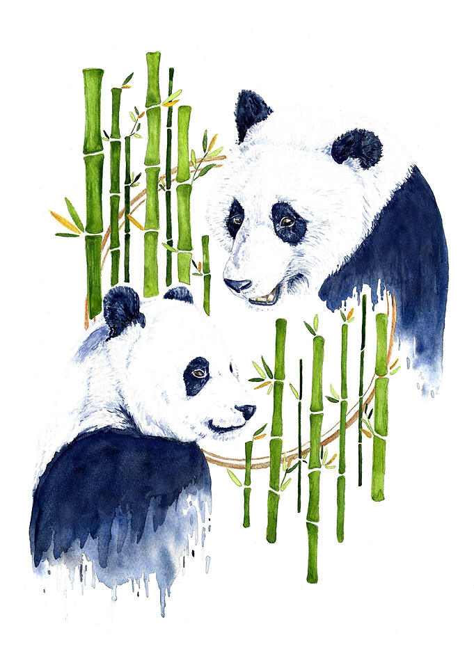 Pandas in Harmony