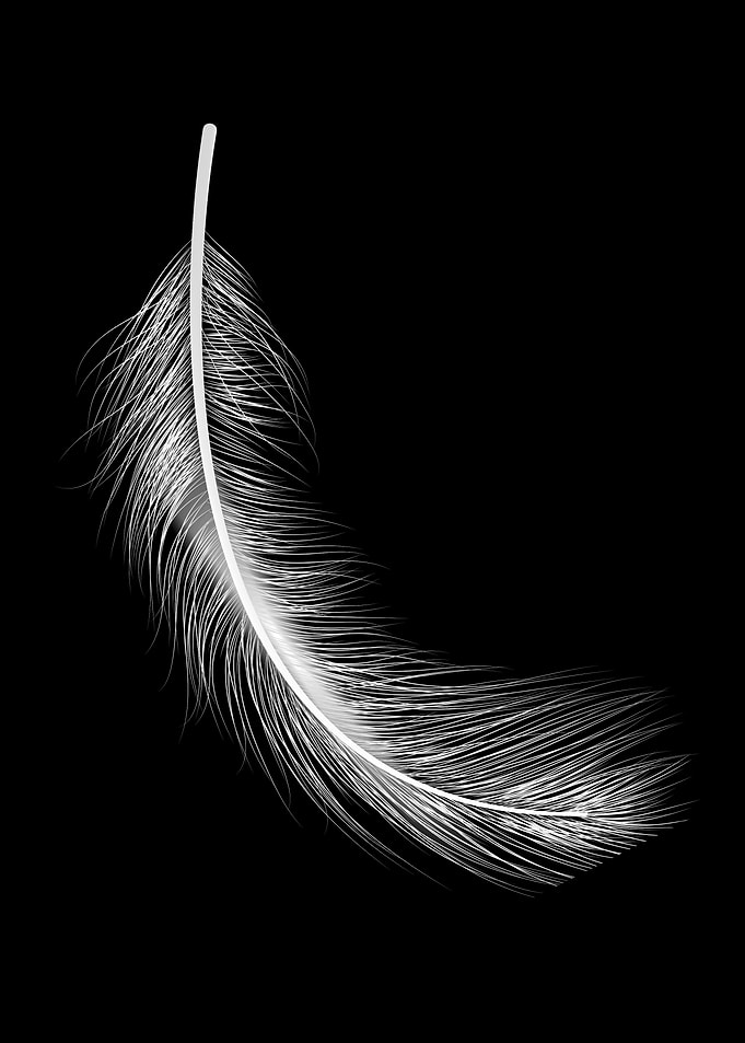 Feather black and white