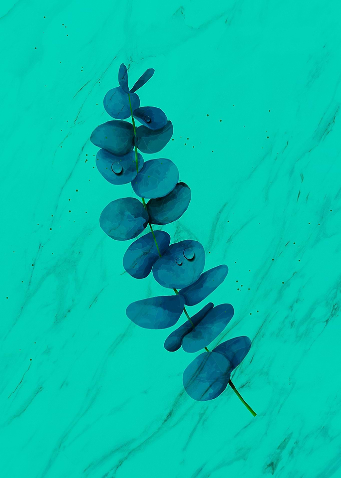 Blue Eucalyptus