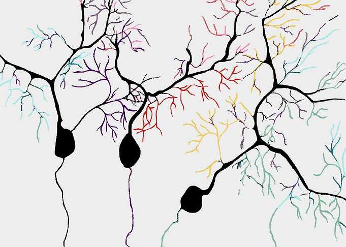 Purkinje Cells