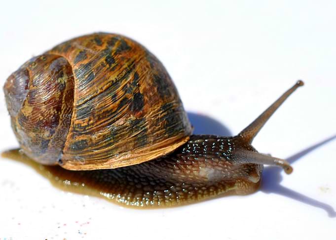 slow coach
