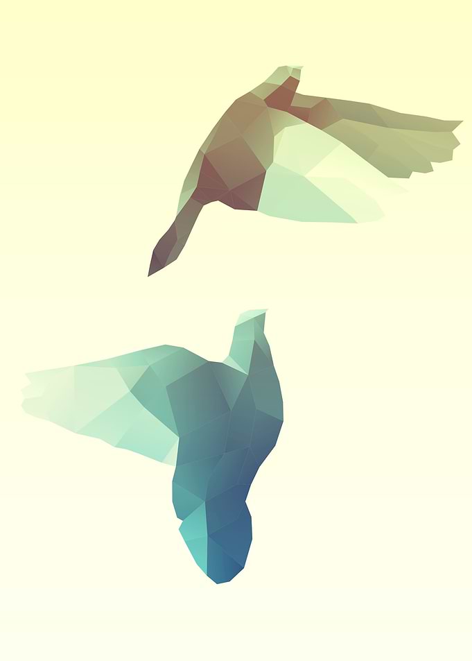 Bird Poly