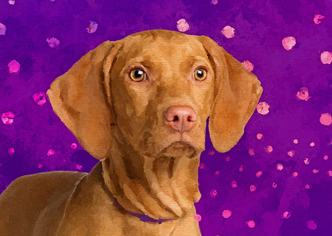 Vizsla Hungarian pointer