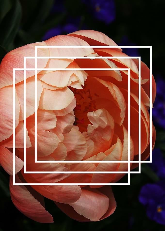 FLOWER 9