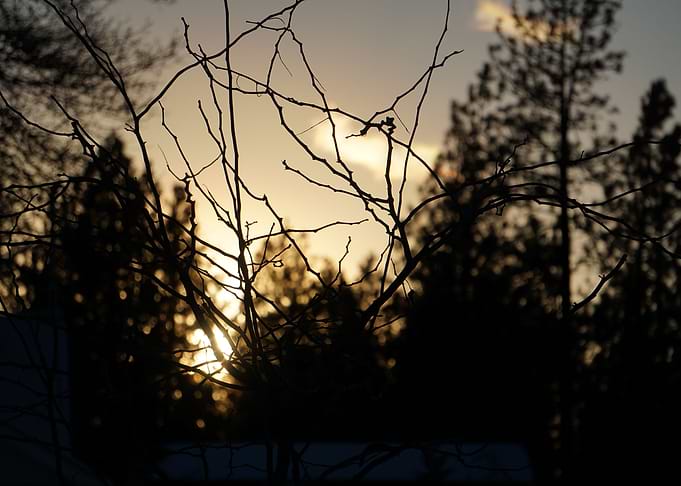 Twiggy In Twilight