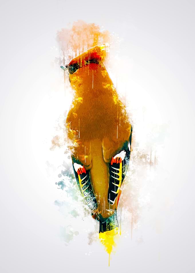 Bohemian Waxwing