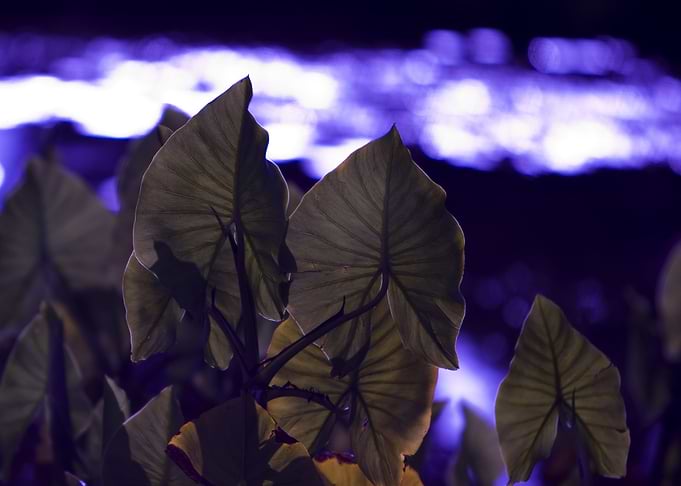 Big Leaves