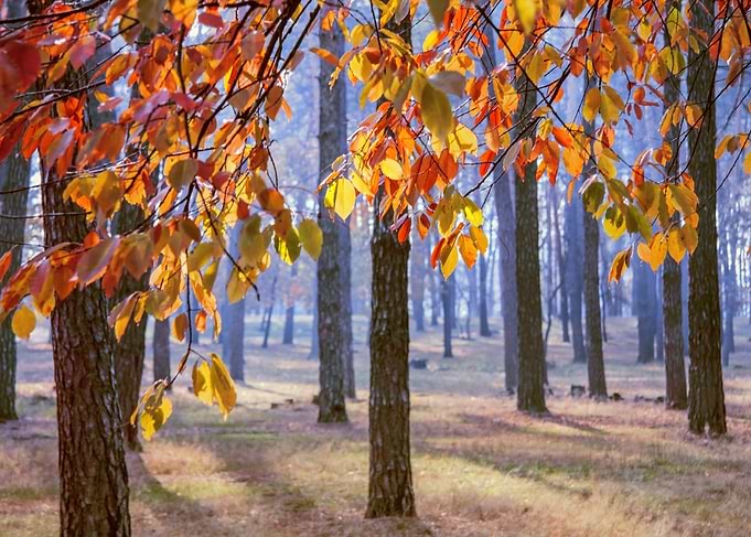Autumn in Ukraine