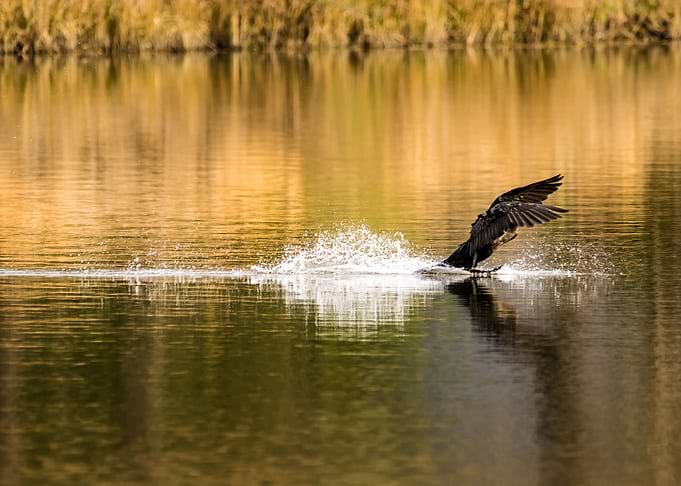 Fish for Dinner