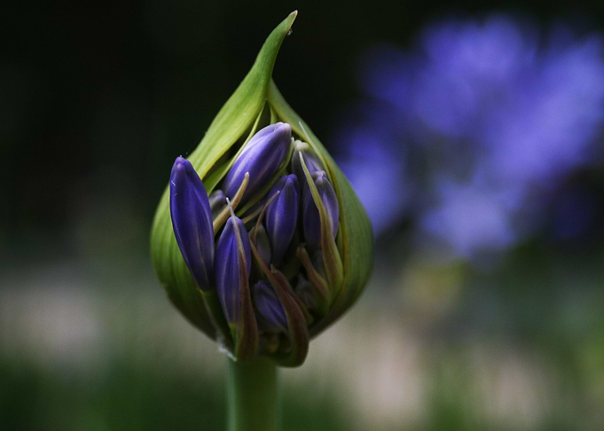 Newborn Lily of the Nile