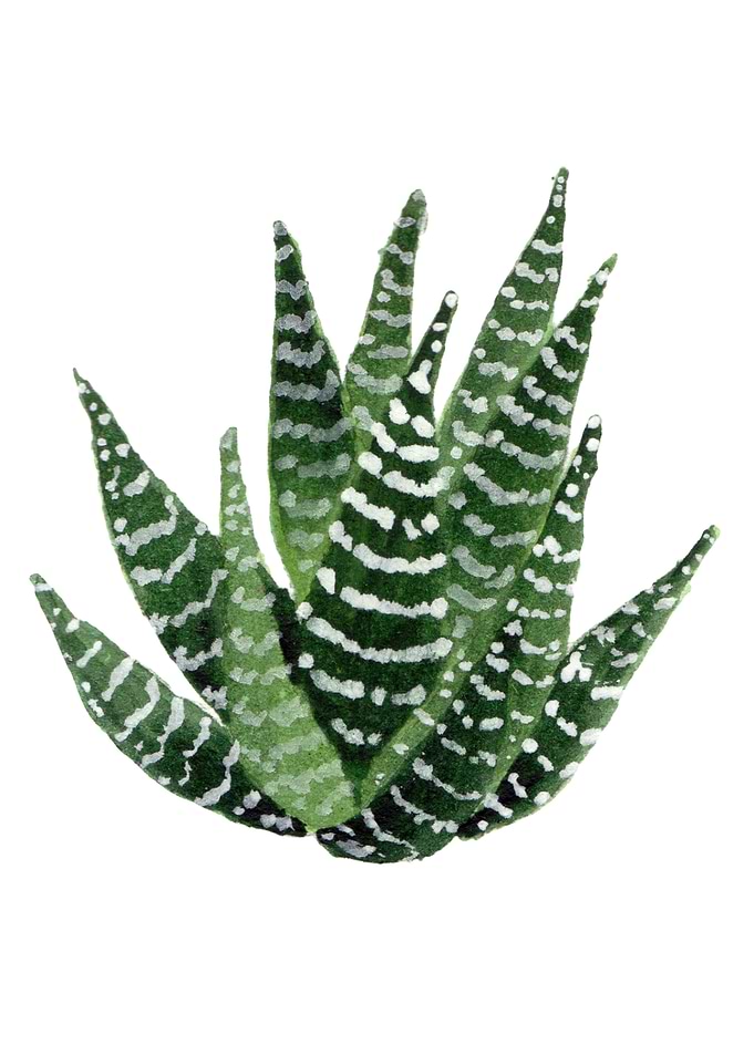 Succulents04