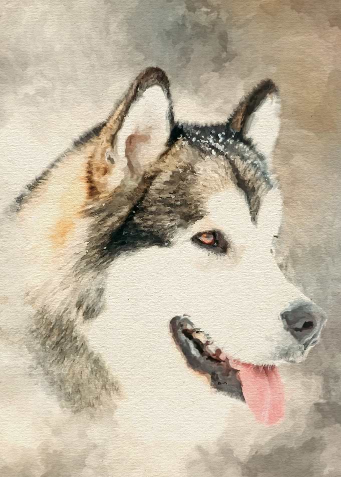 Alaskan Malamute