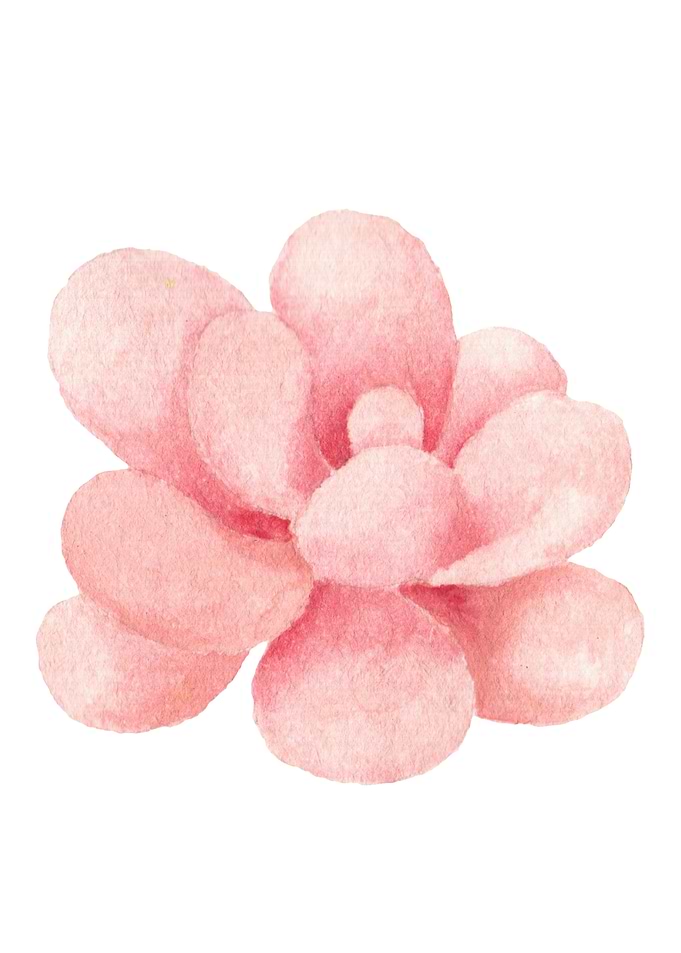 Succulents03