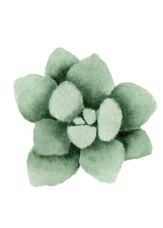Succulents01
