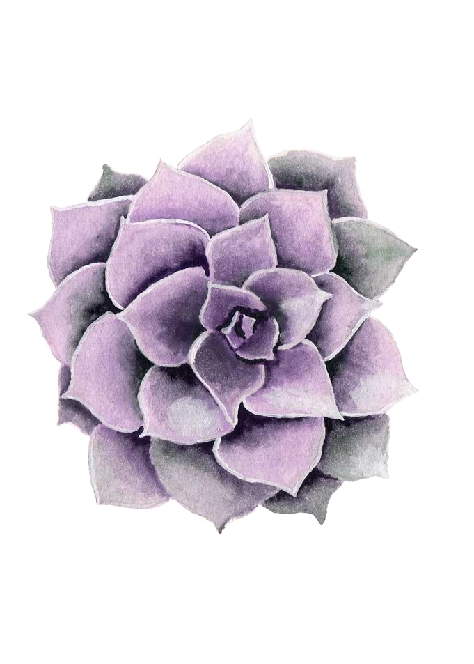 Succulents05