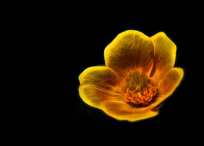 Buttercup
