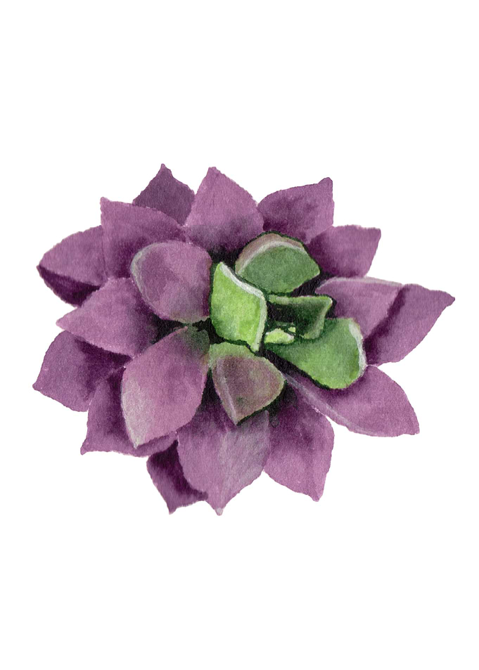 Succulents02