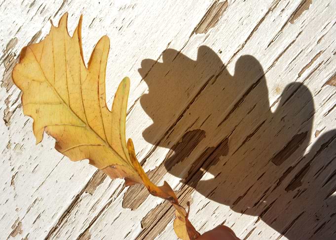 Leaf and Shade