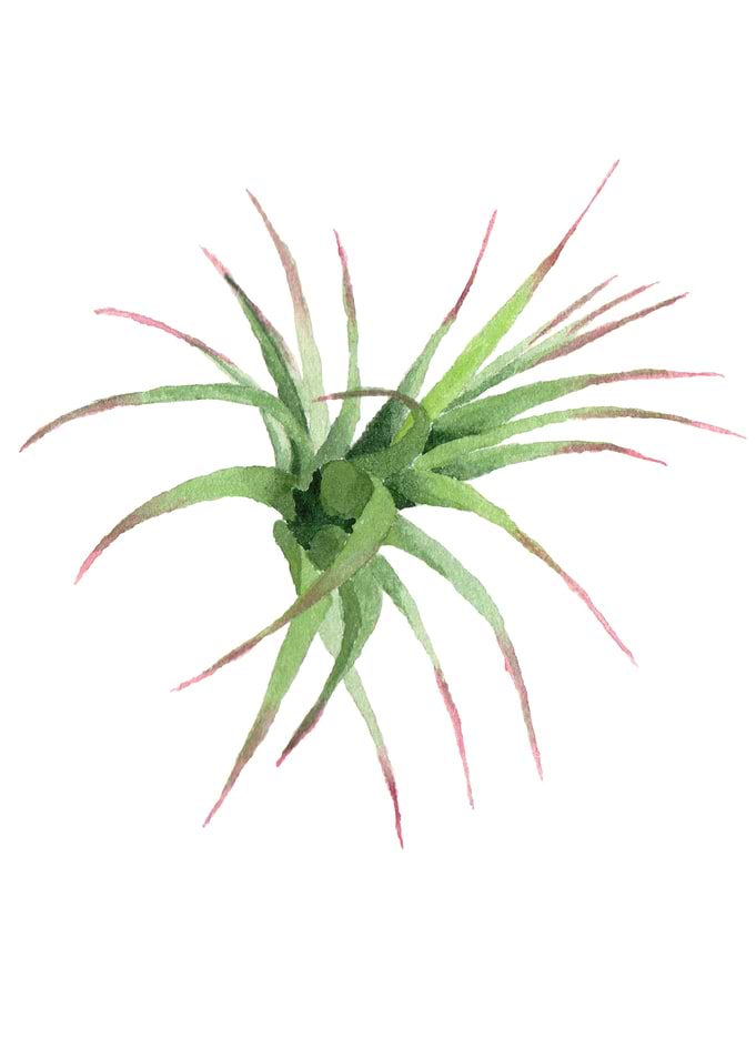 Succulents06