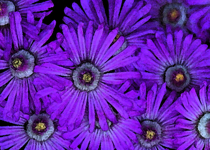 purple succulent flowers