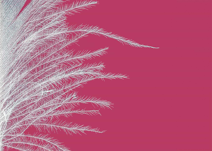 Birds Feather