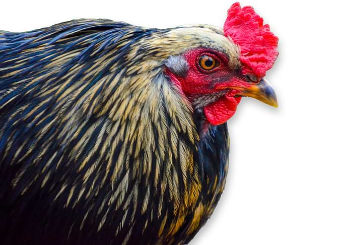 Rooster