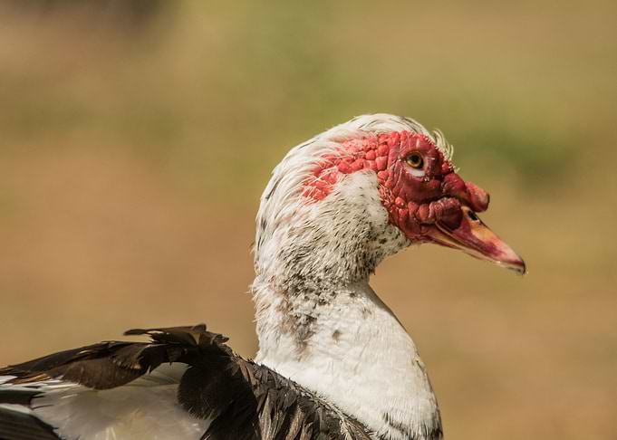 TurDuckEn