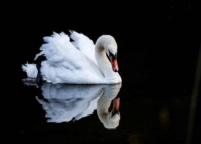 Swan reflection